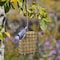 Woodlink Woodlink Wild Bird Metal Suet Cage Suet Cage 25122 - alternate 2